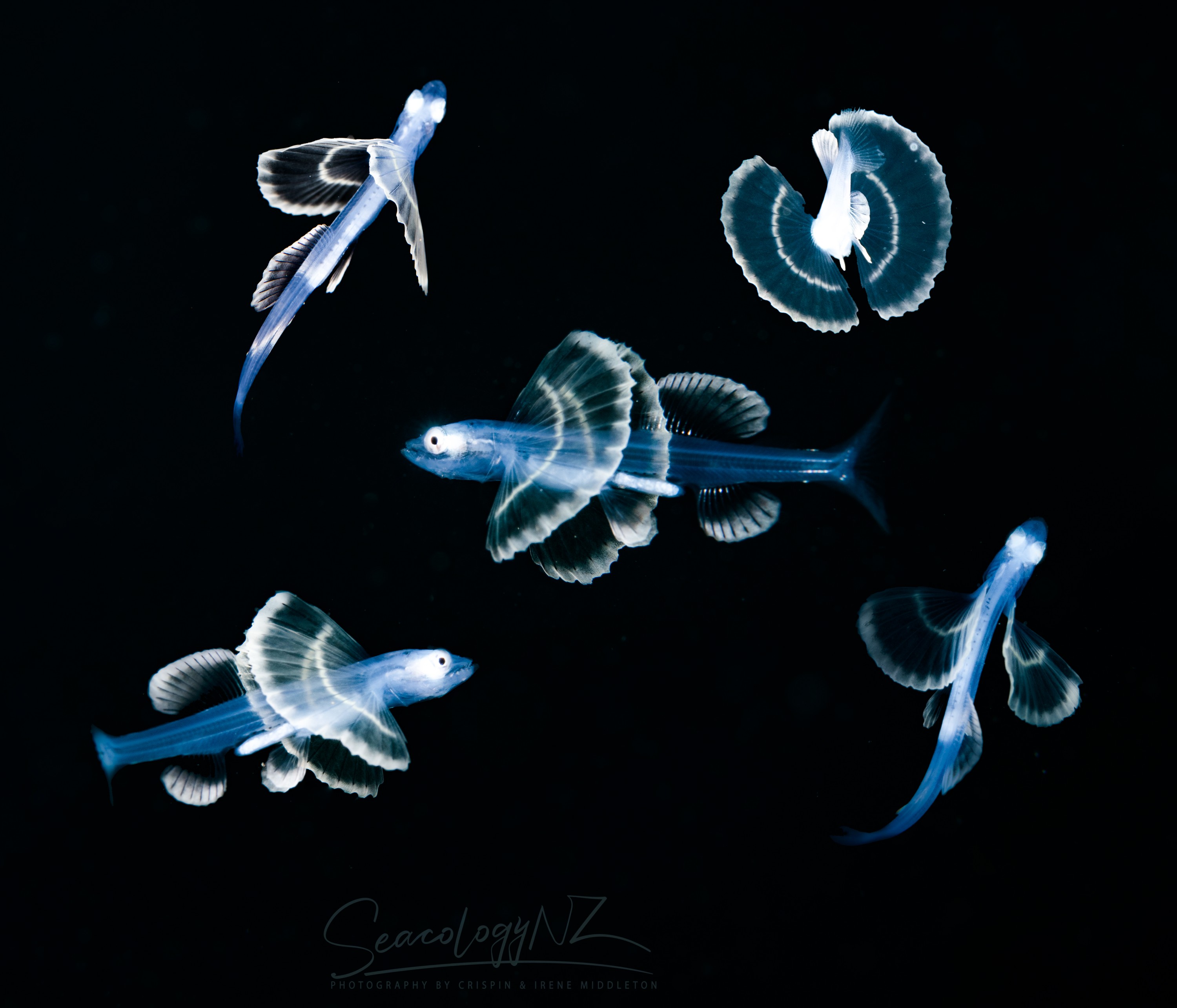 Tripod Group – seacology, seacologynz, new, zealand, poor, knights, marine, reserve, nz, crispin, middleton, nikon, d850, nauticam